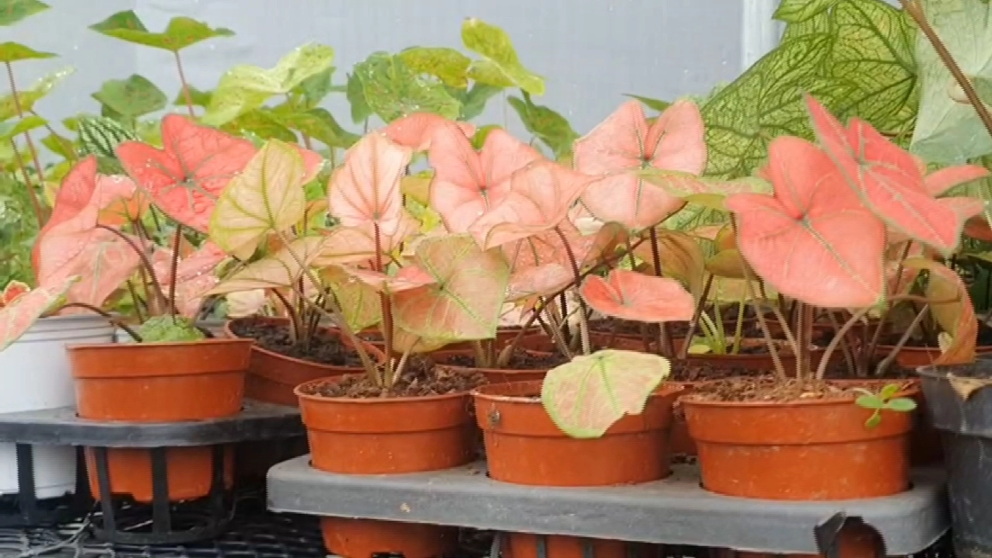 บอนสีฟีเวอร์! ราคาพุ่ง 2 แสน/ต้น เข้ามาเติมสีสันให้กับวงการบอนสีไทย