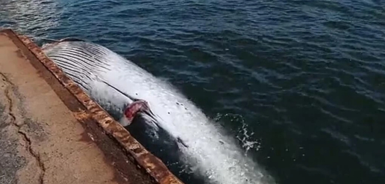 สุดช็อก! วาฬบรูด้าสีฟ้าขนาด 39 ฟุตติดอยู่ส่วนหัวเรือขนน้ำมันญี่ปุ่น