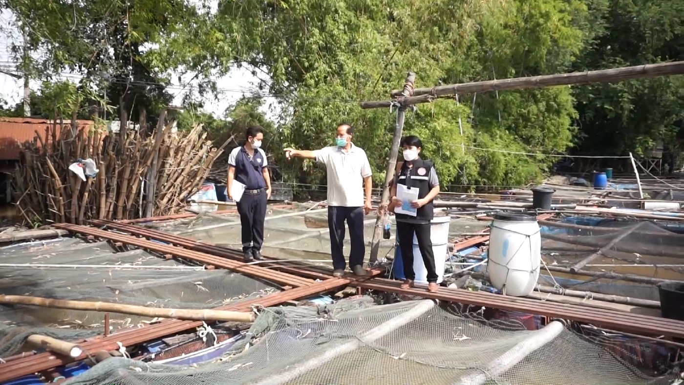 เตรียมเยียวยาผู้เลี้ยงปลากระชังในน้ำเจ้าพระยา หลังปลาน็อคน้ำตาย