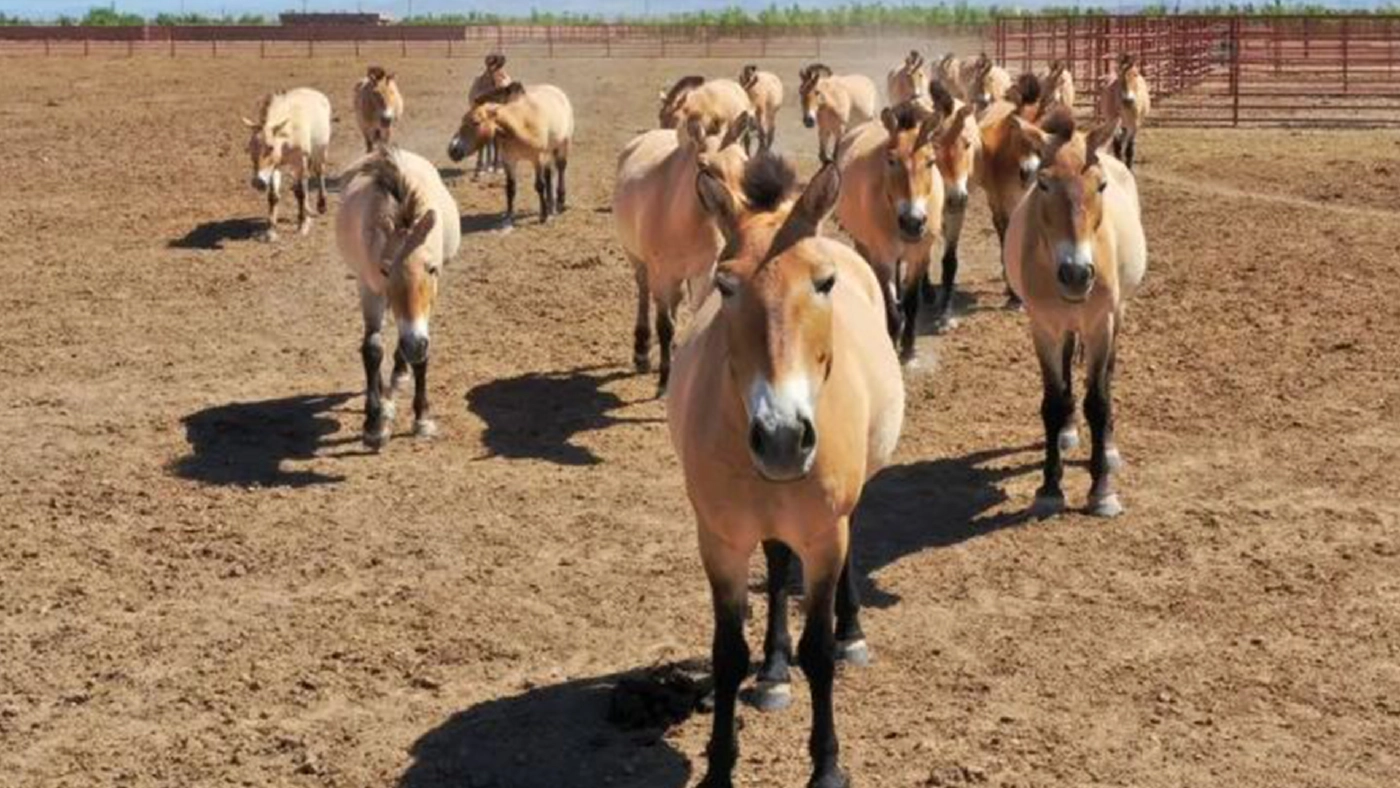 จีนทำสำเร็จ คืนชีพ "ม้าป่าเปรวาสกี" หลังเคยสูญพันธุ์ไปแล้วครั้งหนึ่ง