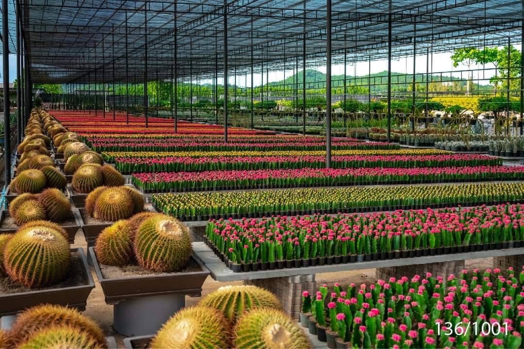 สวนนงนุชพัทยา  ต้อนรับเอกอัครราชทูตคิวบา เยี่ยมชม“ปาล์มที่สวยที่สุดในโลก”