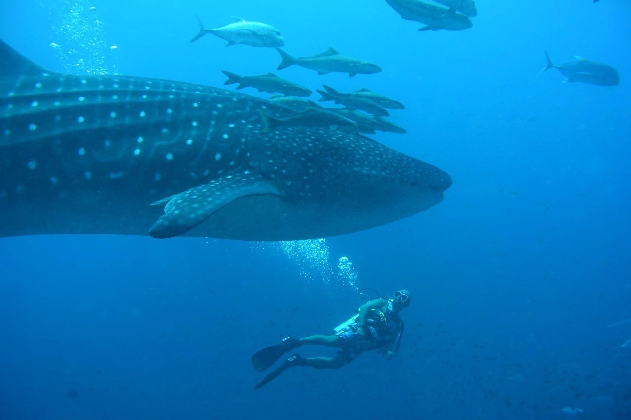 นักท่องเที่ยวกรี๊ด!!ดำน้ำเจอฝูงฉลามวาฬสร้างความประทับใจ
