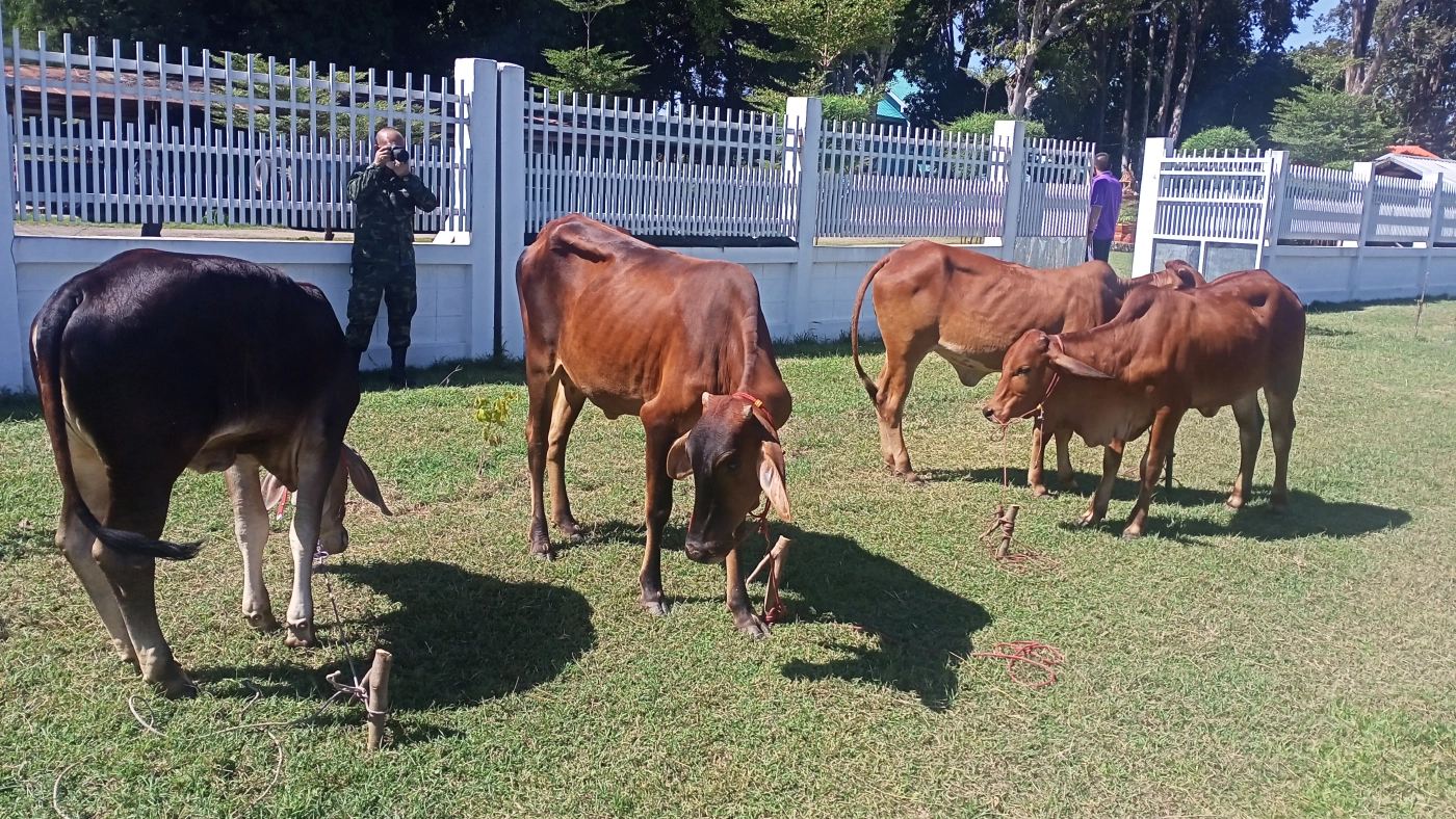 รวบ4ลาวไทยลอบนำวัว 4 ตัวข้ามโขงสู่ลาว