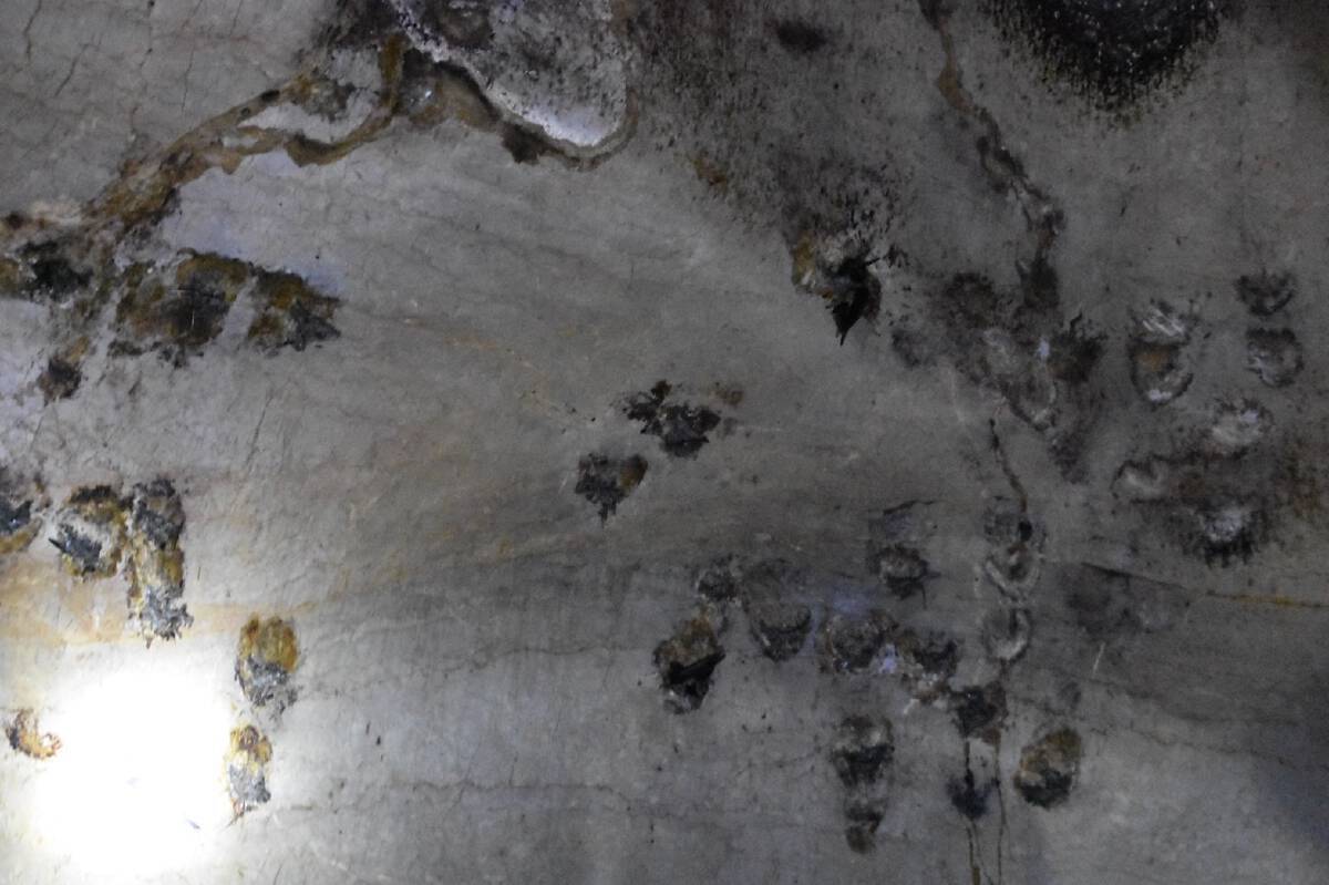 ประกาศครั้งที่ 2  ประมูลรังนกพังงายืนราคากลาง 164 ล้านบาท