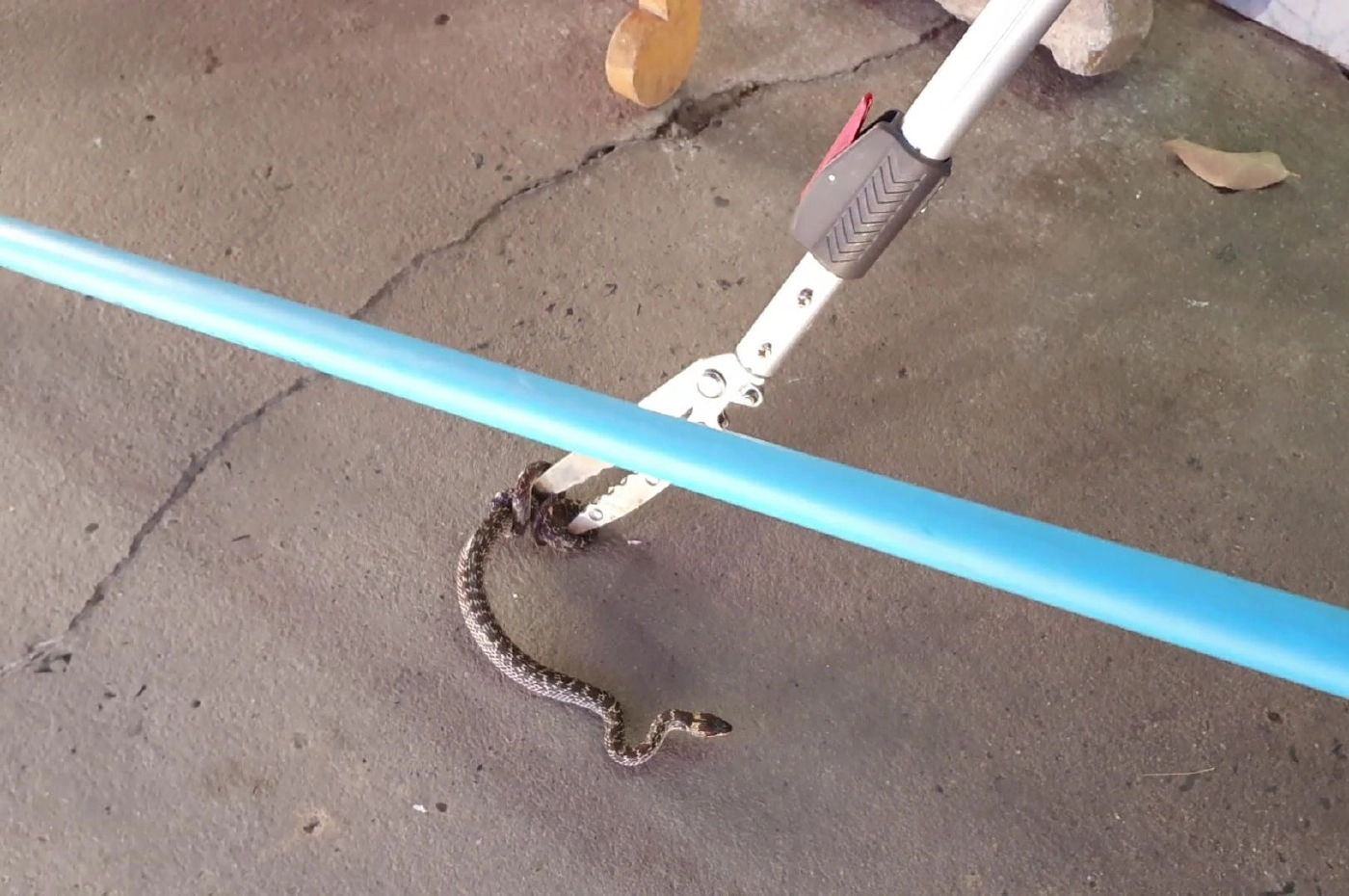 แม่ค้าขายเสื้อผ้าจัดผ้ามองไปเจอหัวงูอยู่ช่องแอร์จ๊ะเอ๋ตกใจกรี๊ดลั่น