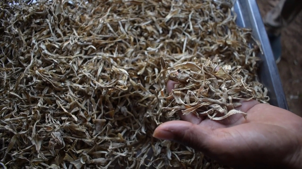 เพาะเห็ดโคนน้อยขาย รายได้เดือนครึ่งแสน