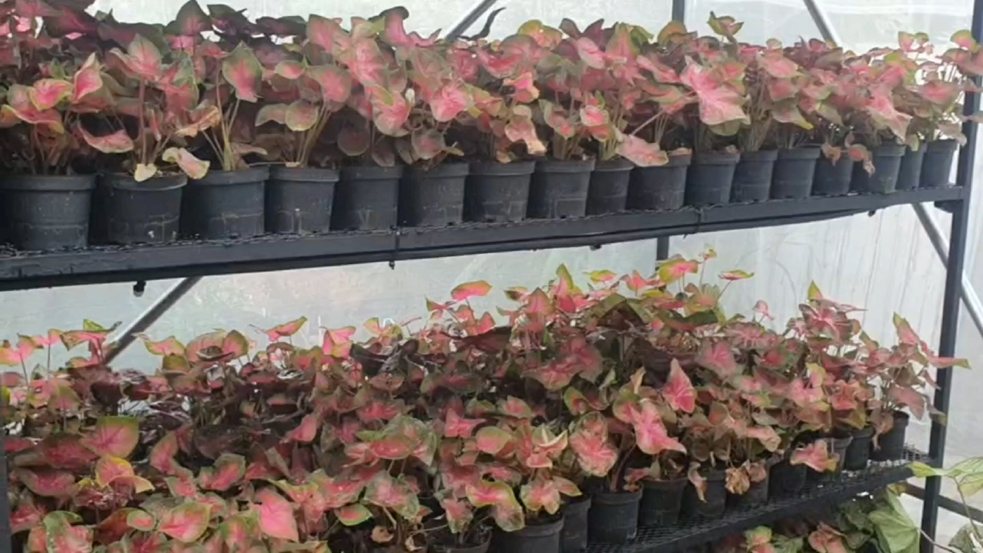 บอนสีฟีเวอร์! ราคาพุ่ง 2 แสน/ต้น เข้ามาเติมสีสันให้กับวงการบอนสีไทย