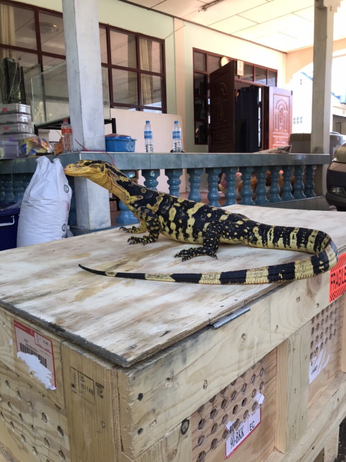 หนุ่มโคราช ตามหา “เหี้ย” สุดรัก หลุดหาย มีรางวัลให้หากพบ