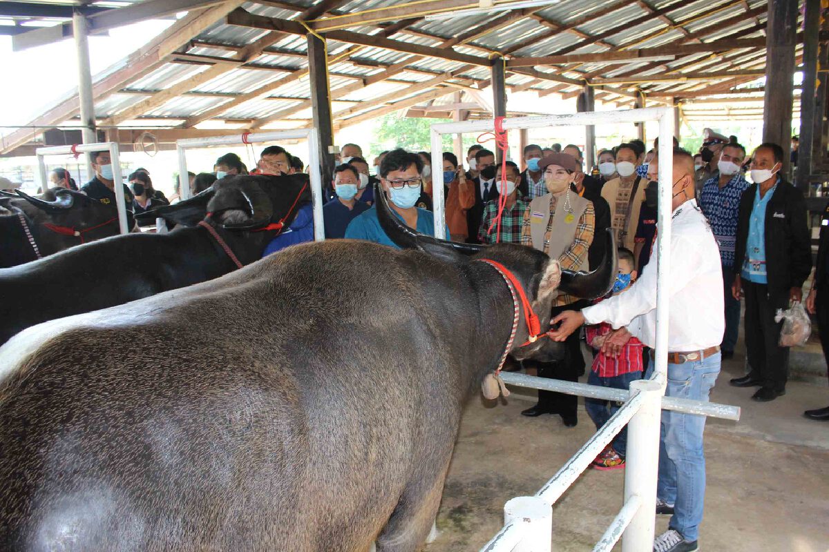 รมช.เกษตรมอบวัคซีนเร่งฉีดสกัดโรคลัมปีสกินช่วยเกษตรกร