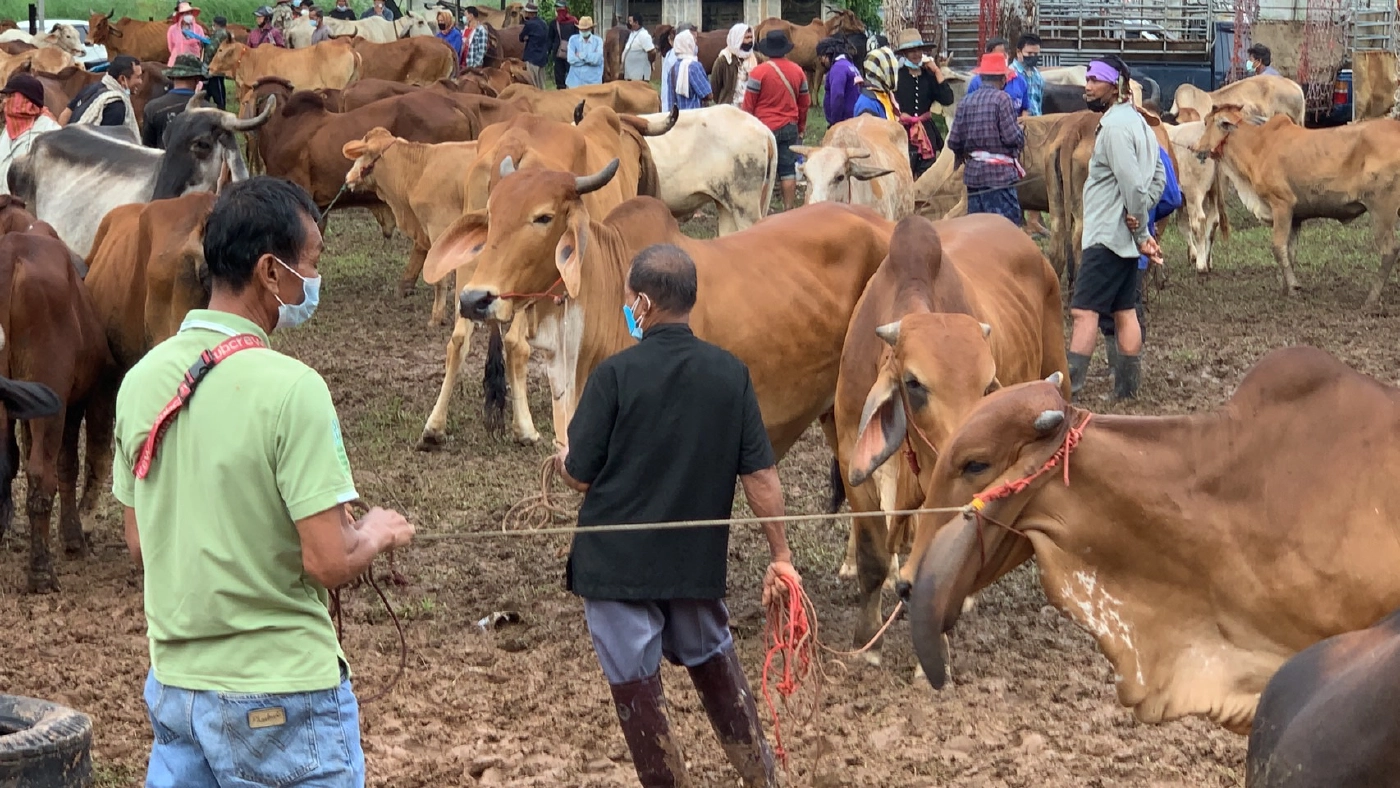 เปิดอีกครั้งตลาดนัดโคกระบือ ราคาวัวพุ่ง 4 - 5 หมื่น