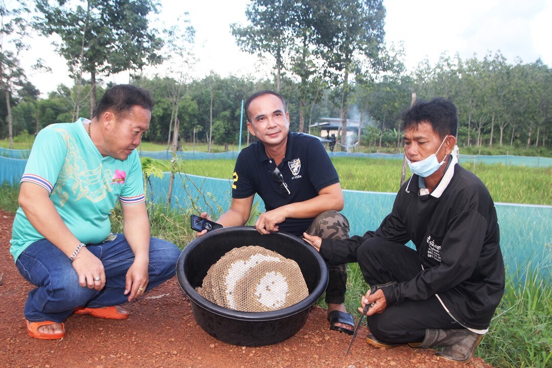 อาชีพเสี่ยงตาย ล้วงรังต่อหัวเสือขายสายเปิบพิสดาร