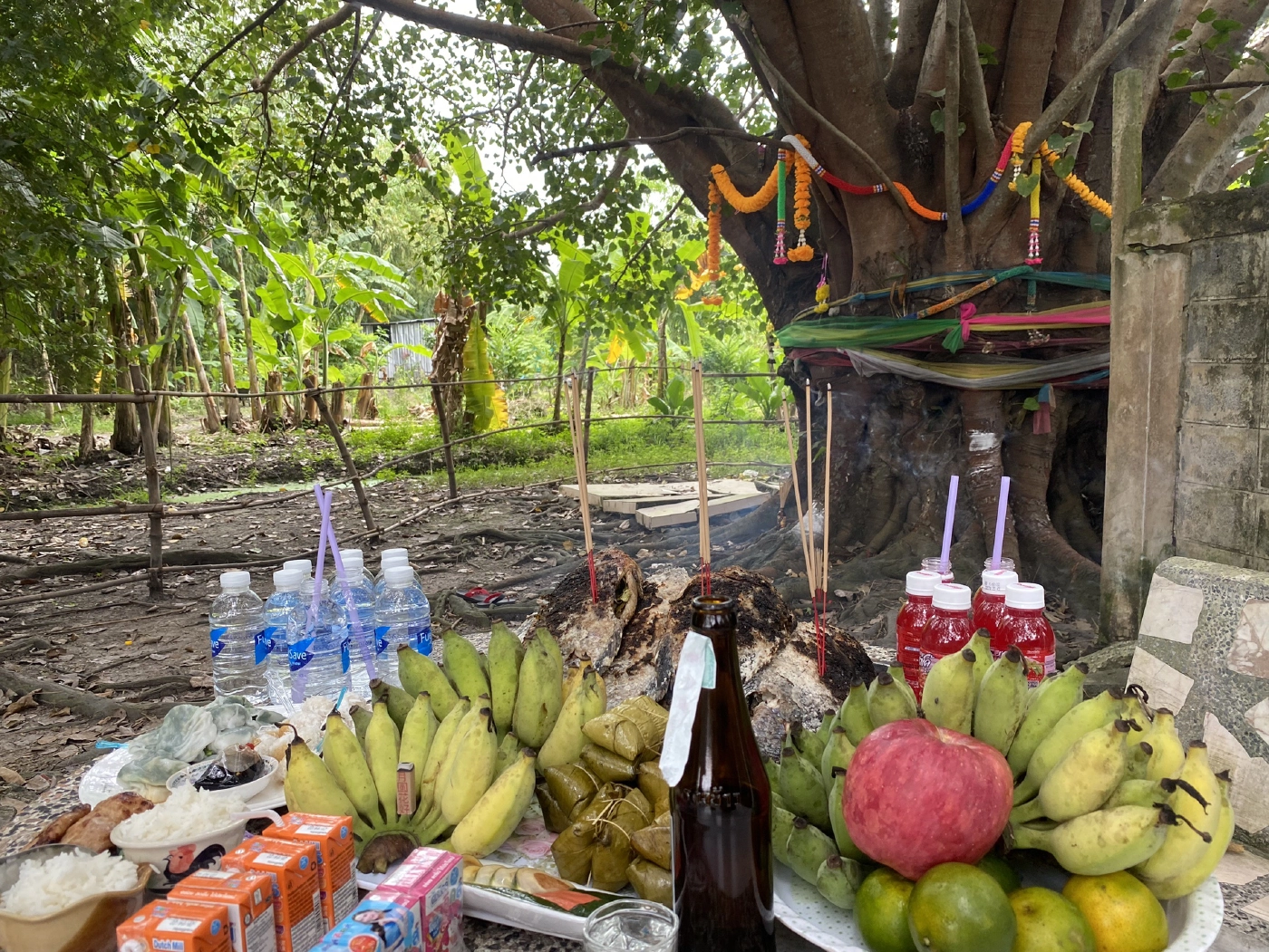 ชาวบ้านคลอง11 แห่ขอเลขเด็ดต้นโพธิ์ให้โชคหลังถูกหวยติดต่อกัน 4 งวด