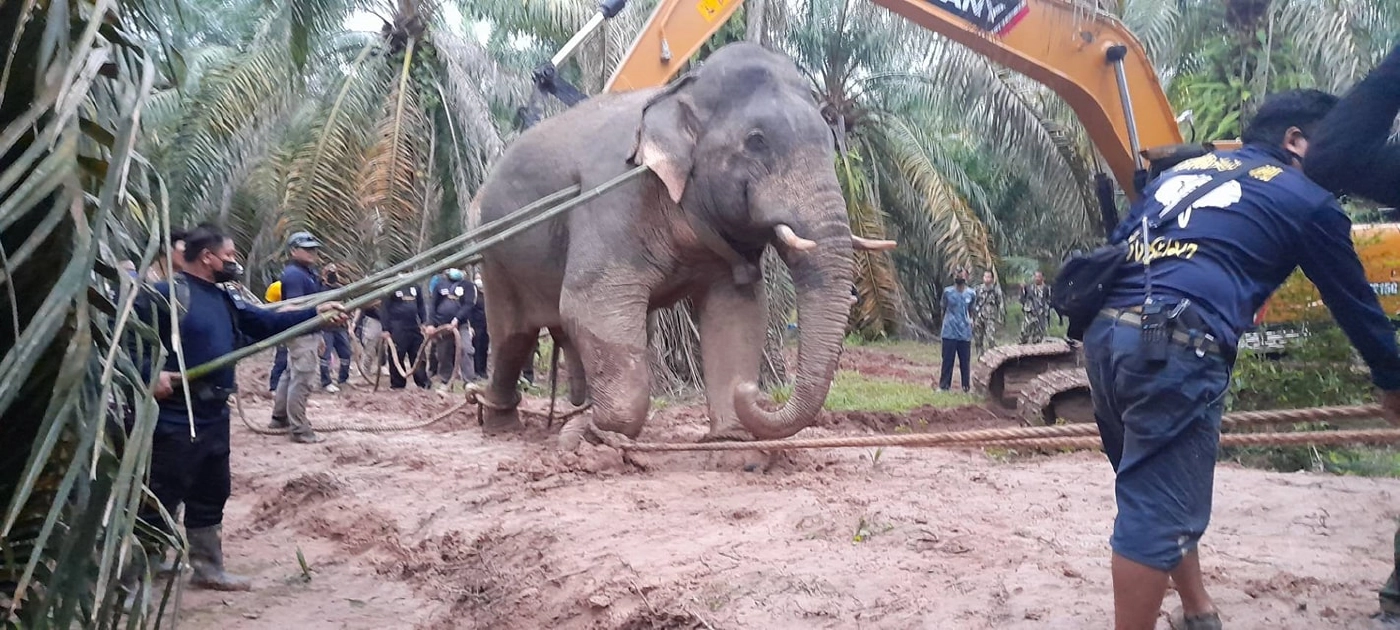 เคลื่อนย้ายช้างป่า "พลายงาเก" ถึงเขตรักษาพันธุ์สัตว์ป่าเขาอ่างฤาไนแล้ว