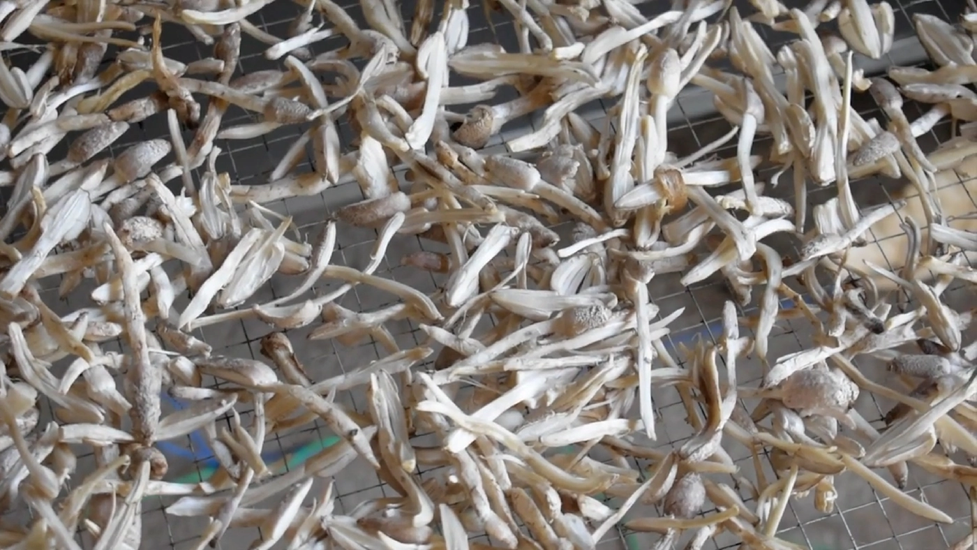 ชาวตรังเพาะเห็ดโคนน้อย โลละพัน! ‘เห็ดโคนน้อย‘ อบแห้ง