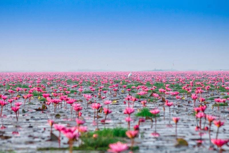 ทะเลบัวแดง