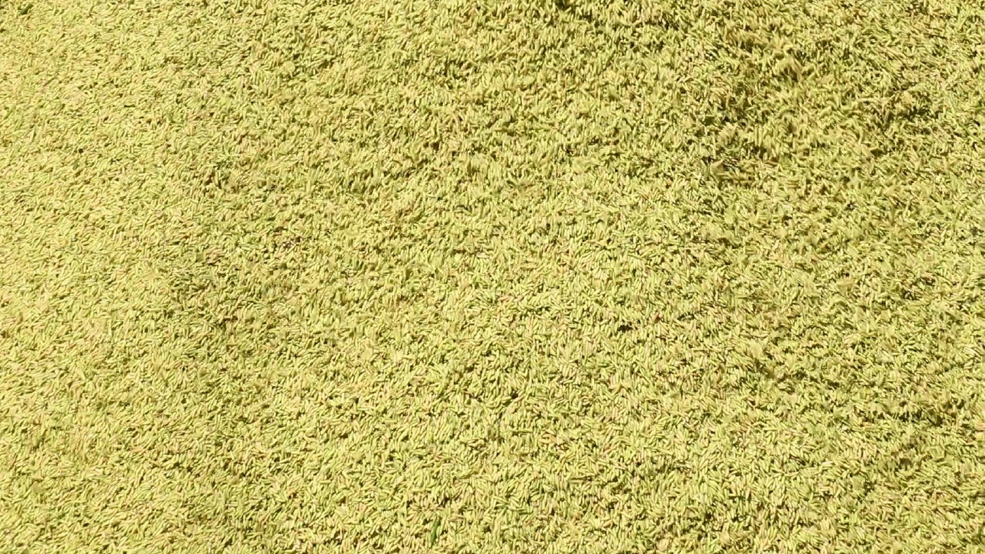 ชาวนาพิจิตรสุดช้ำตัดใจเกี่ยวข้าวก่อนกำหนดหนีน้ำ่ท่วม