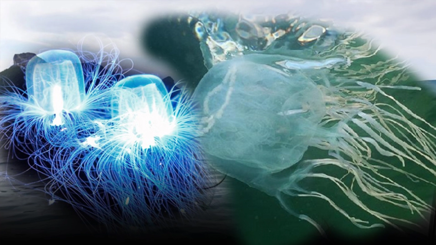 เตือนภัยช่วงหน้าฝน "แมงกะพรุนกล่อง" เพชฌฆาตจอมพ่นพิษแห่งท้องทะเล