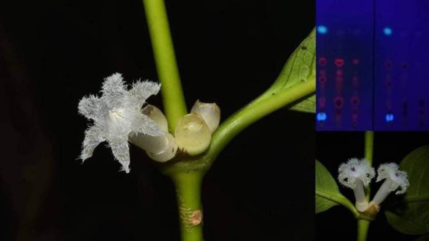 ดอกดาราพิลาส พบในอุทยานแห่งชาติน้ำตกหงาว จ.ระนอง