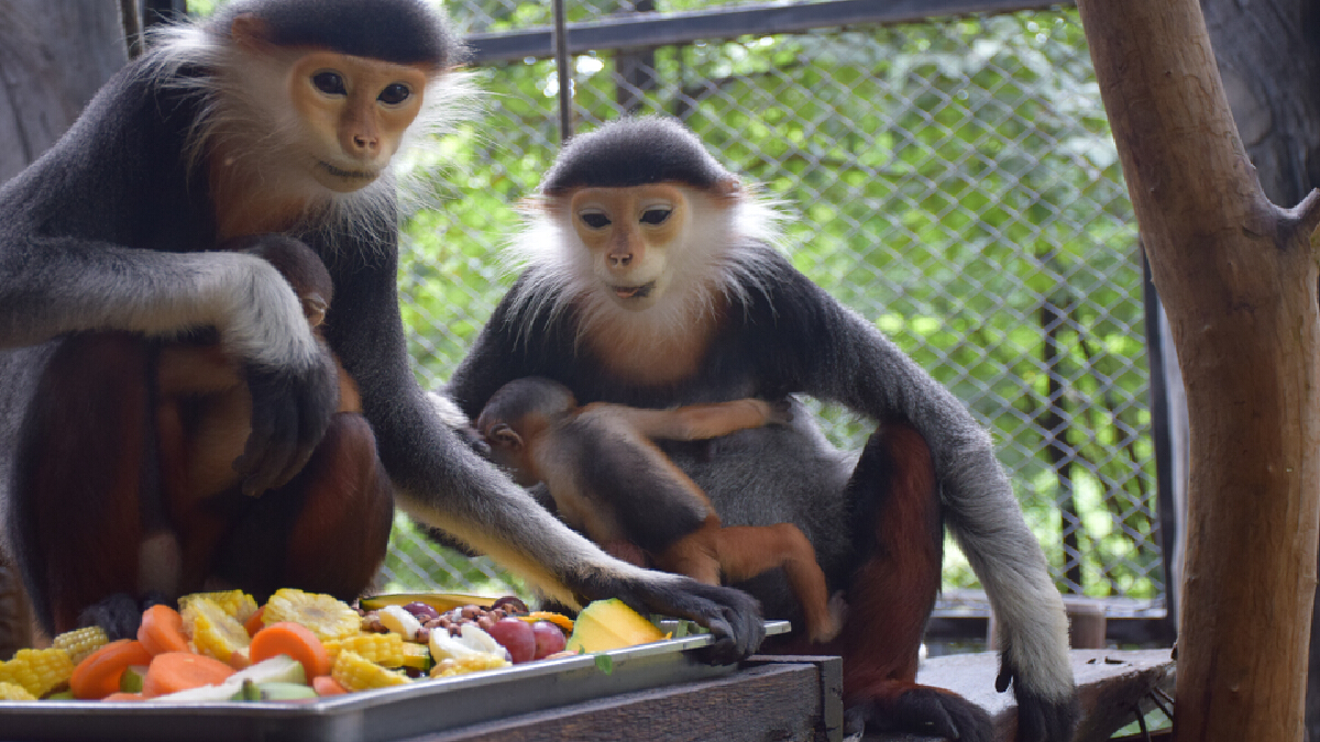 สวนสัตว์โคราชได้สมาชิกใหม่ลูกค่างห้าสี สัตว์ป่าที่ใกล้สูญพันธุ์