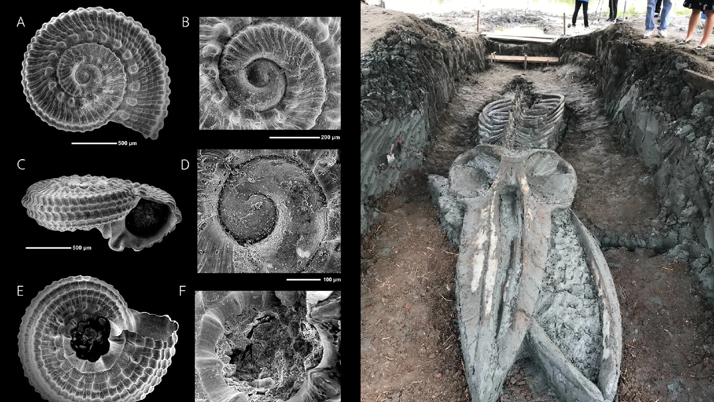 นักวิทย์ฯ ม.เกษตรฯ ค้นพบ "หอยอำแพง" หอยทะเลจิ๋วในฟอสซิลกวาฬอายุกว่า 3,380 ปี
