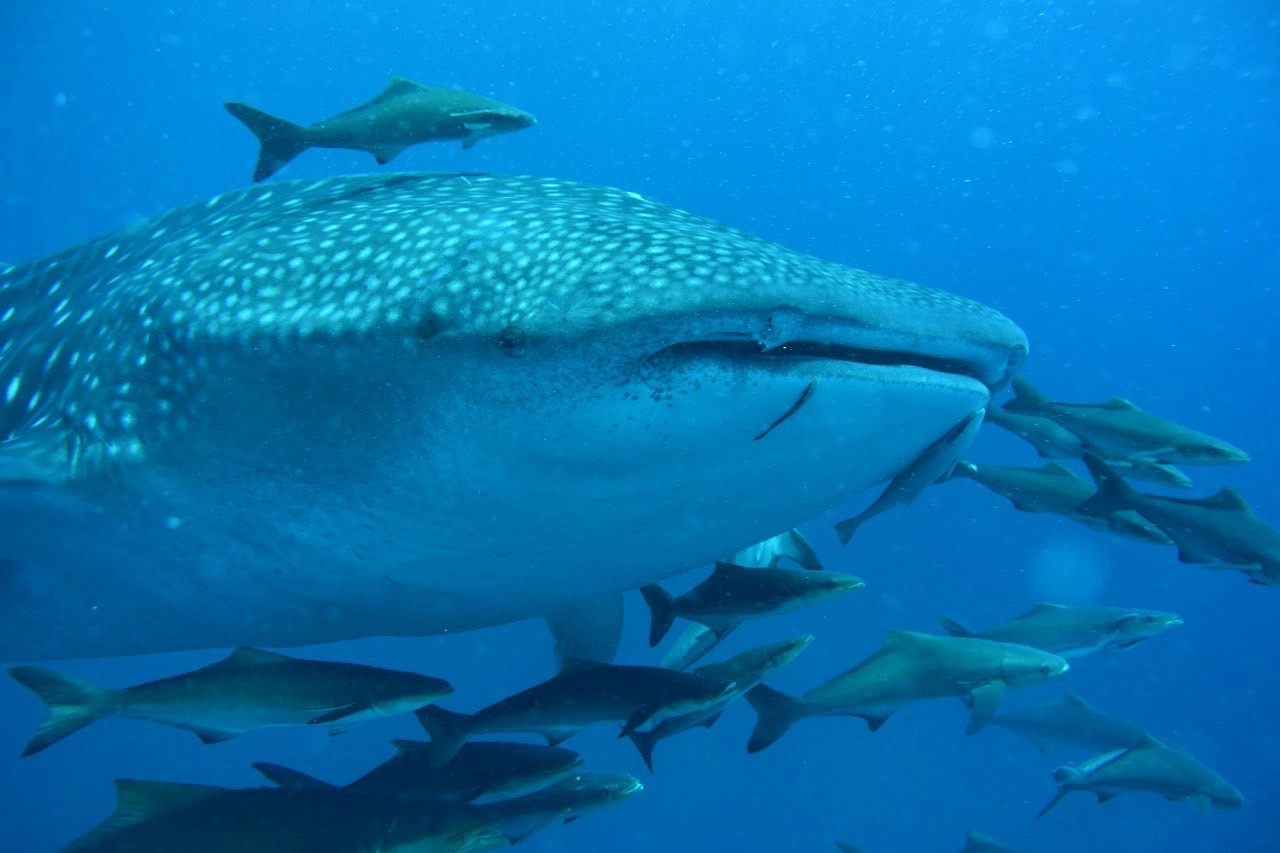 นักท่องเที่ยวกรี๊ด!!ดำน้ำเจอฝูงฉลามวาฬสร้างความประทับใจ