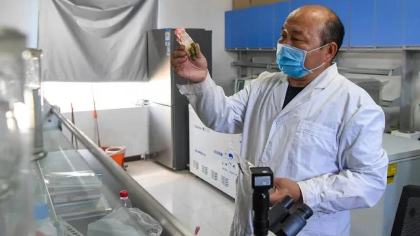 จีนทำสำเร็จ คืนชีพ "ม้าป่าเปรวาสกี" หลังเคยสูญพันธุ์ไปแล้วครั้งหนึ่ง