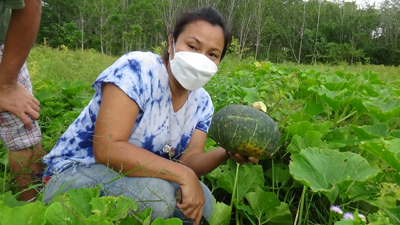 โค่นยางทิ้งปลูกพืชหมุนเวียนระยะสั้นผสมผสานขาย