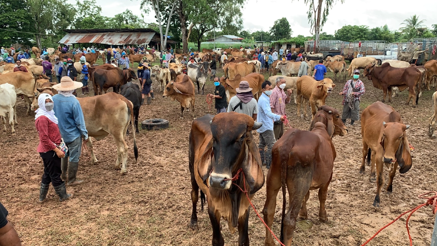 เปิดอีกครั้งตลาดนัดโคกระบือ ราคาวัวพุ่ง 4 - 5 หมื่น