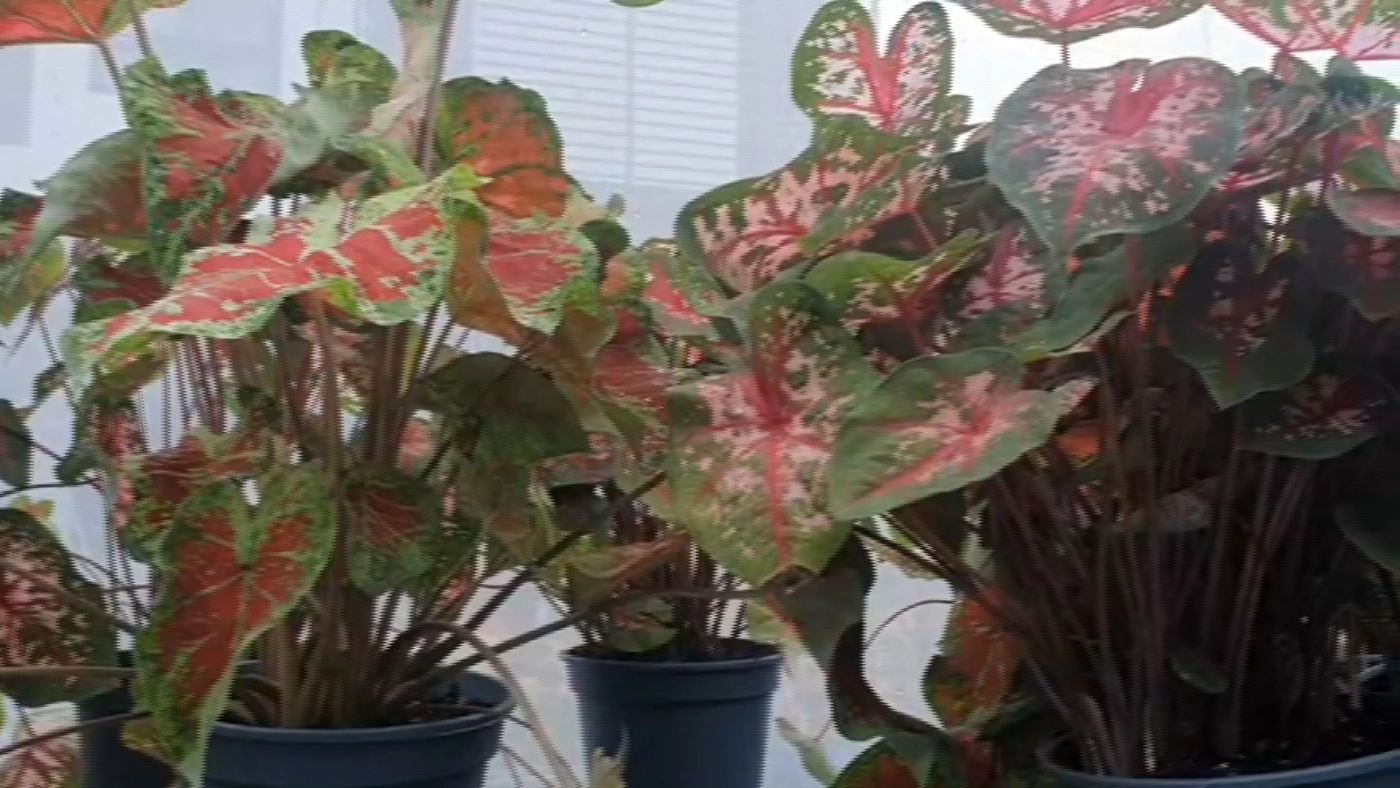 บอนสีฟีเวอร์! ราคาพุ่ง 2 แสน/ต้น เข้ามาเติมสีสันให้กับวงการบอนสีไทย