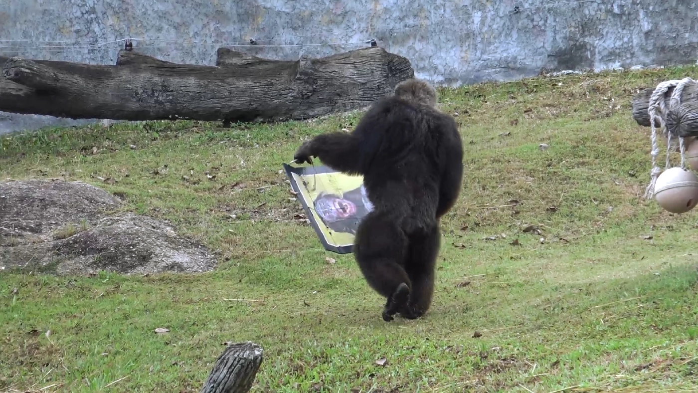 จัดหาคู่ให้เจ้าจ้อนลิงหนุ่มแสนรู้สู่ขอเป็นคู่ครอง