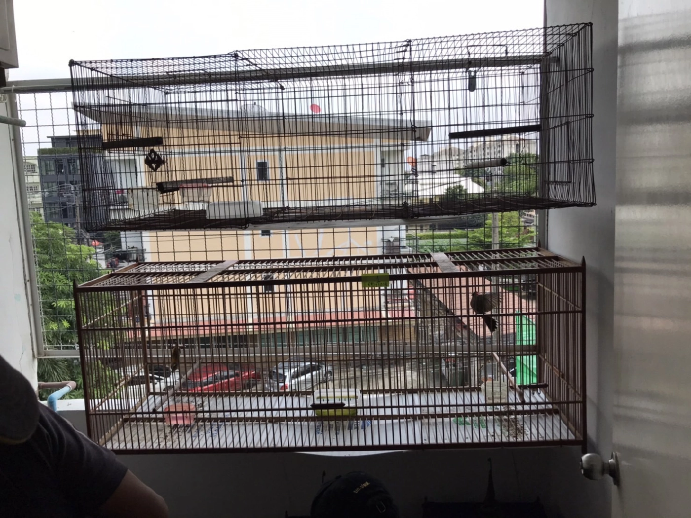 จับพ่อค้า“นก”ขายออนไลน์ เปิดห้องเลี้ยงกลางกรุง