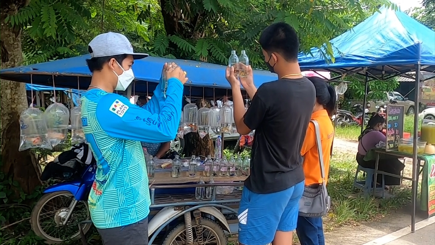 ‘ปลาสวยงาม‘ สร้างรายได้กว่า 3 หมื่น/เดือน