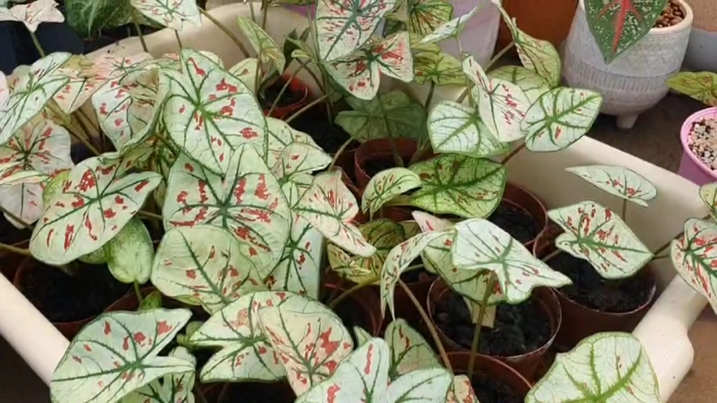 บอนสีฟีเวอร์! ราคาพุ่ง 2 แสน/ต้น เข้ามาเติมสีสันให้กับวงการบอนสีไทย