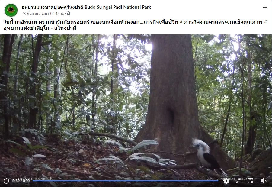 ข่าวดี! อช.บูโด-สุไหงปาดี เผยคลิปลูกนกเงือกหัวหงอก 2 ตัว ออกจากโพรง