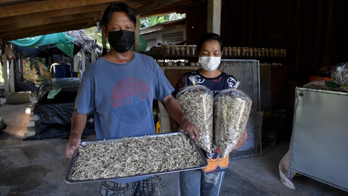 ชาวตรังเพาะเห็ดโคนน้อย โลละพัน! ‘เห็ดโคนน้อย‘ อบแห้ง