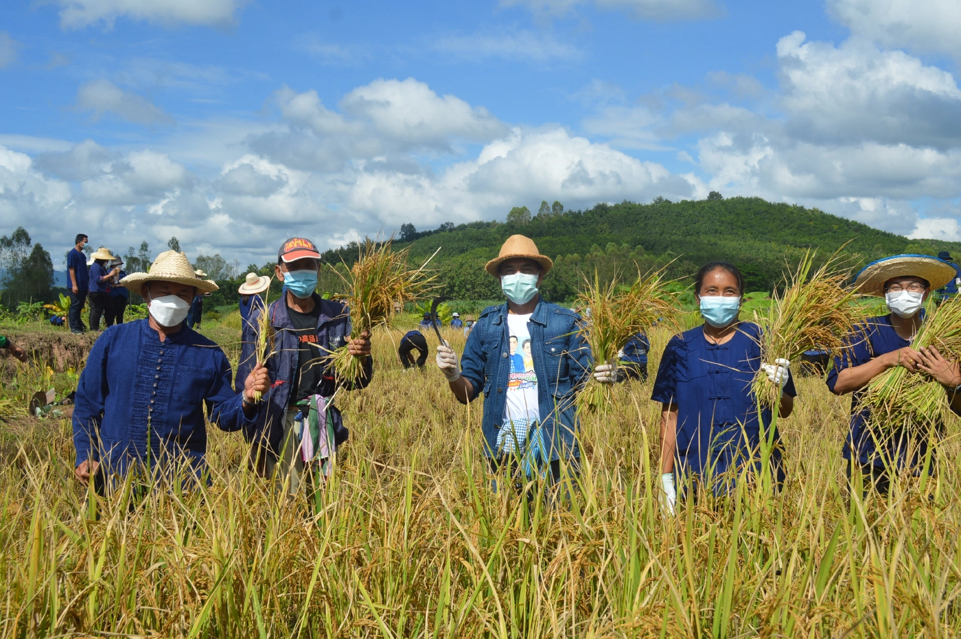 ไทเลยจัดประเพณีลงแขกเกี่ยวข้าวสืบทอดวัฒนธรรมไทยของชาวอีสาน
