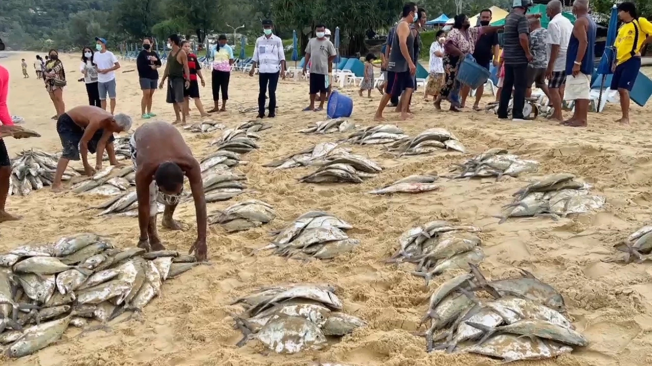 ปรากฎการณ์ "ปลามง" ริมหาดหิ้วอวนล้อมจับได้ยกฝูง