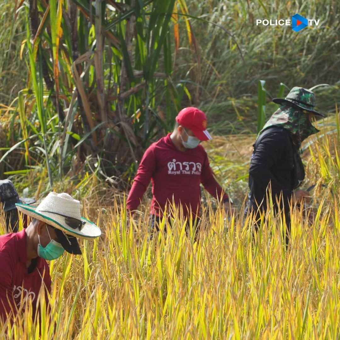 ชื่นชม ! ตำรวจผาขาว จ.เลย ช่วยตายาย 72 ปีสุดยากจน ลงแขกเกี่ยวข้าว