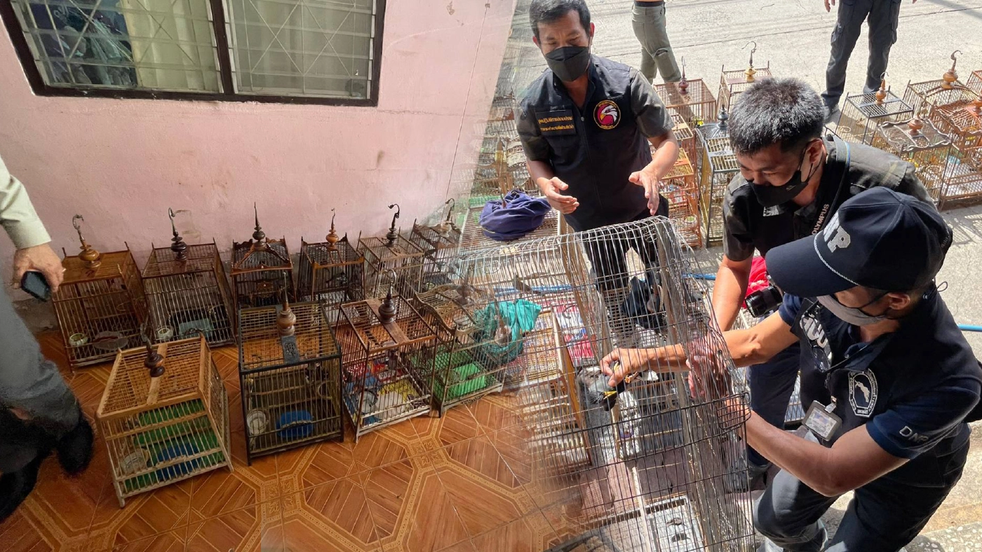 เหยี่ยวดง รวบหนุ่มลักลอบเลี้ยงนกกรงหัวจุก-นกแก้วโม่ง กว่า 41 ตัว