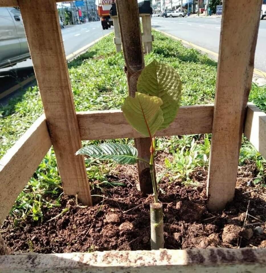 ท่อมให้สุด! เทศบาลคลองท่อมปลูกกระท่อมบนเกาะกลางถนนให้ประชาชนเก็บใบ