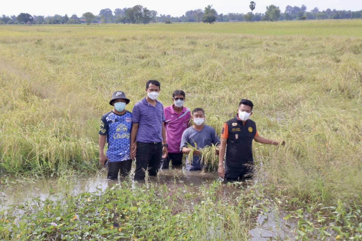 อบจ.พิษณุโลกช่วยชาวนา-ข้าวหอมมะลิจมน้ำ 2 หมื่นไร่