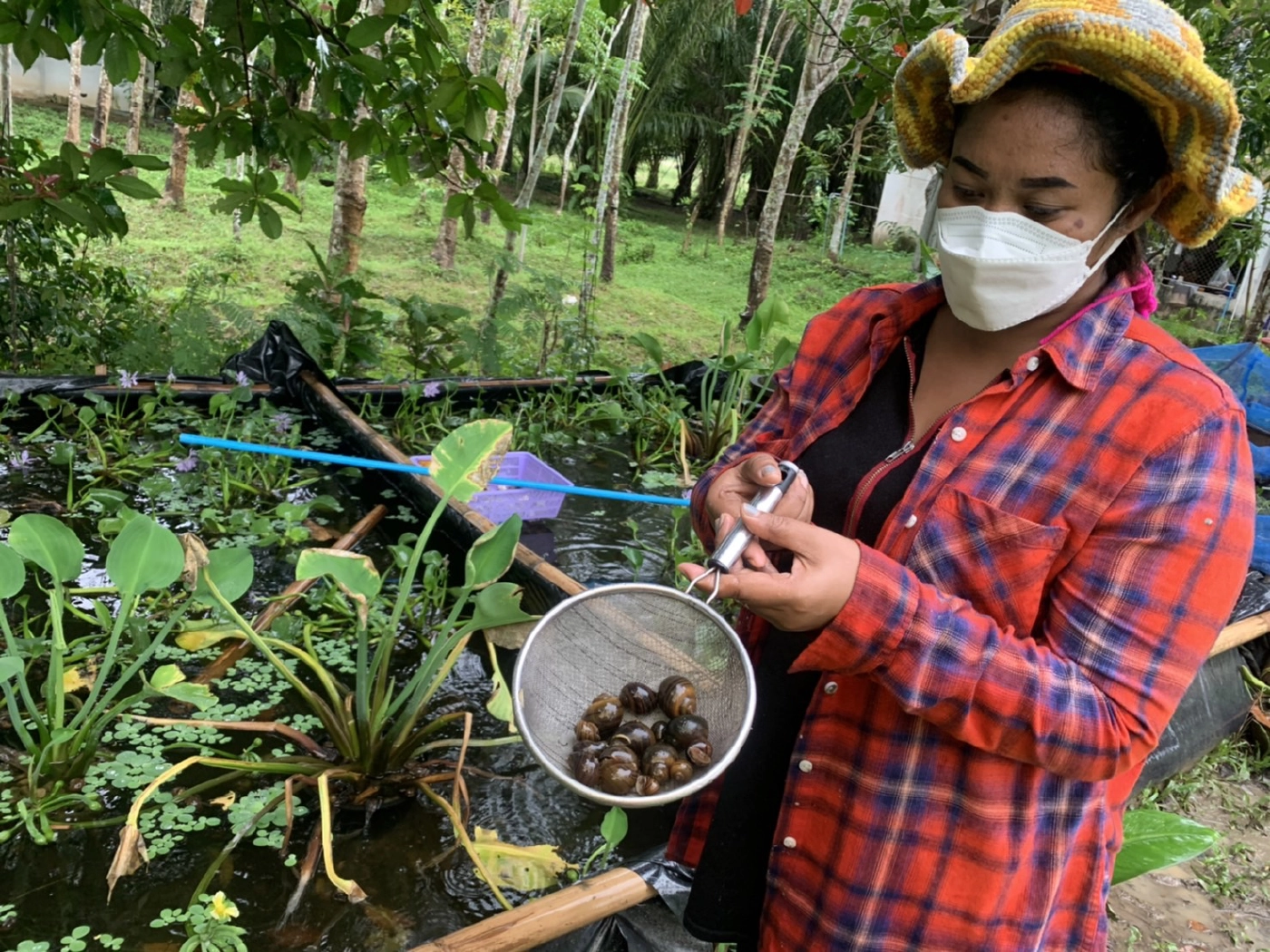 สัตว์เศรษฐกิจใหม่ เลี้ยงหอยเชอรี่สีทองโกยรายได้วันละพัน