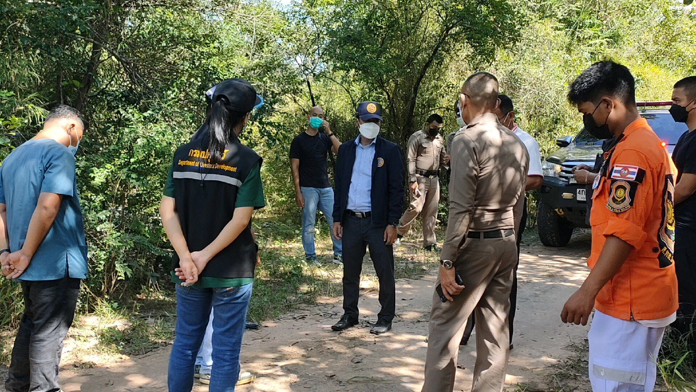 ชาวบ้านผวาพบซากหมูกว่า1ตันถูกทิ้งปริศนาเกลื่อนป่าชุมชนหวั่นติดเชื้อ