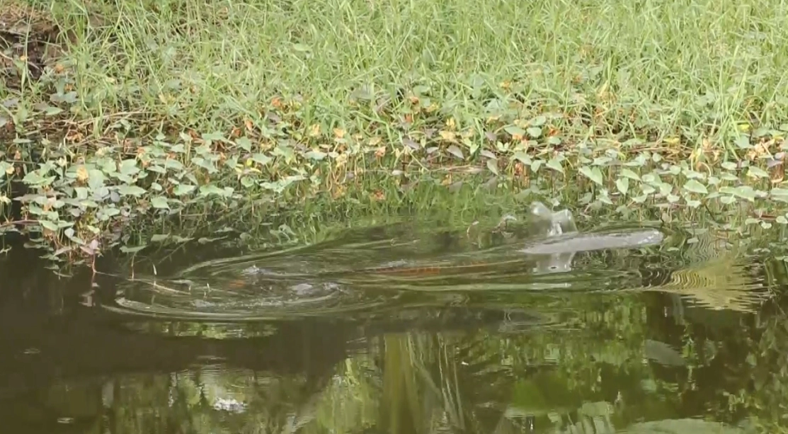 ชาวบ้านฮือฮาล้อมจับปลาช่อนยักษ์ตัวใหญ่กว่าคน