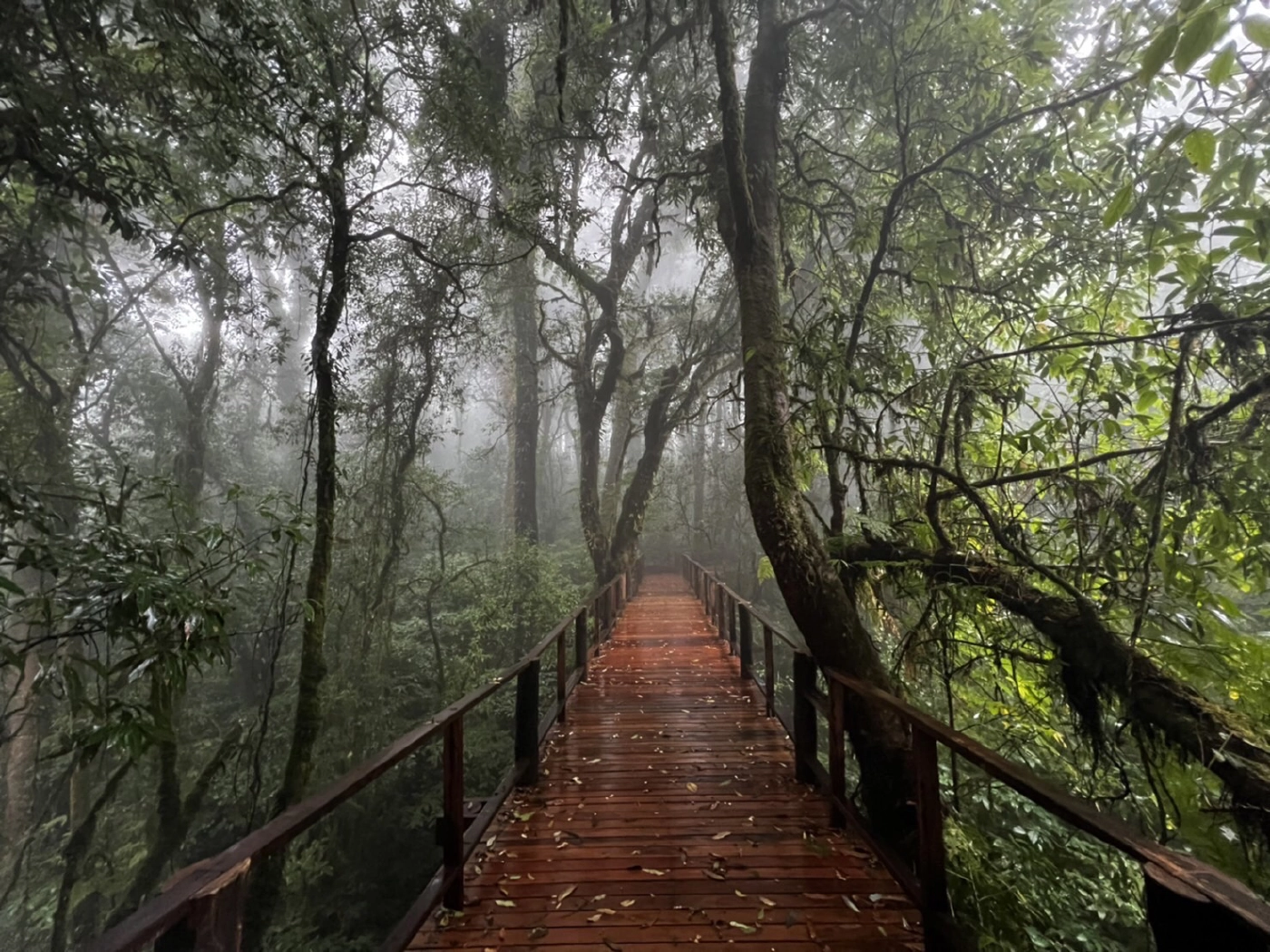 หนาวยะเยือกดอยอินทนนท์ชูไฮไลท์ป่าดิบเขา“อ่างกา”
