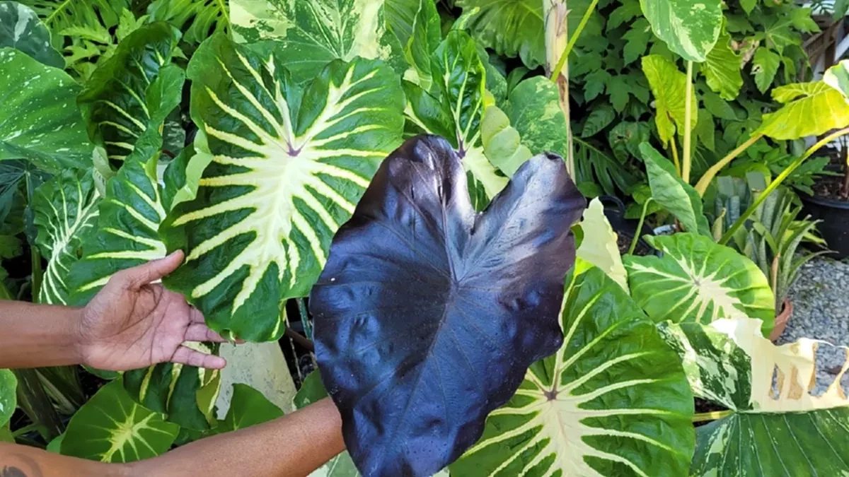 "โคโลคาเซีย ไซล็อค" ไม้ไฮบริดต้นละ 20 ล้าน