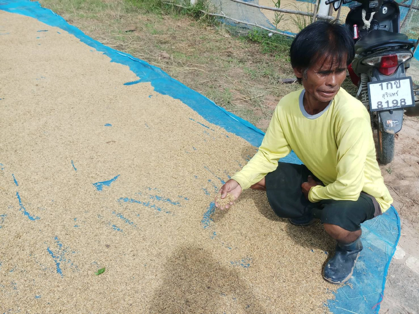 ขาดทุนยับหมูป่วยเป็นโรคตายอาการร่อแร่รอวันตายอีก 10 ตัว