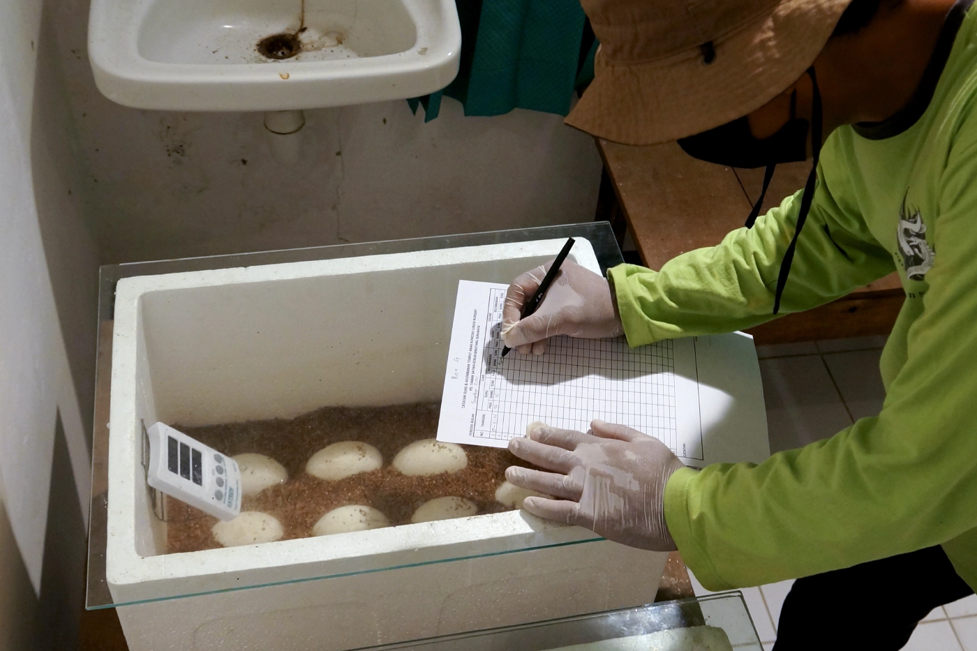 เร่งอนุรักษ์มังกรโคโมโด หวั่นสูญพันธุ์ ( คลิป )