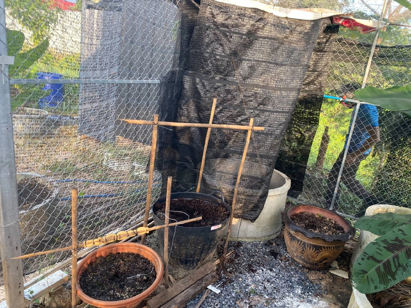 โจรแสบขโมย"กล้วยด่าง-บอนด่าง"มูลค่ากว่า3แสน​