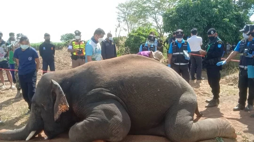 ช้างป่าเขตรักษาพันธุ์สัตว์ป่าเขาอ่างฤาไนยังไม่กลับคืนแปดริ้ว